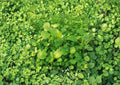 Watercress Seeds 300+ True Cress Organic Non-GMO Herb Seeds for Garden, Peppery Aquatic Greens, Salad Herb Variety