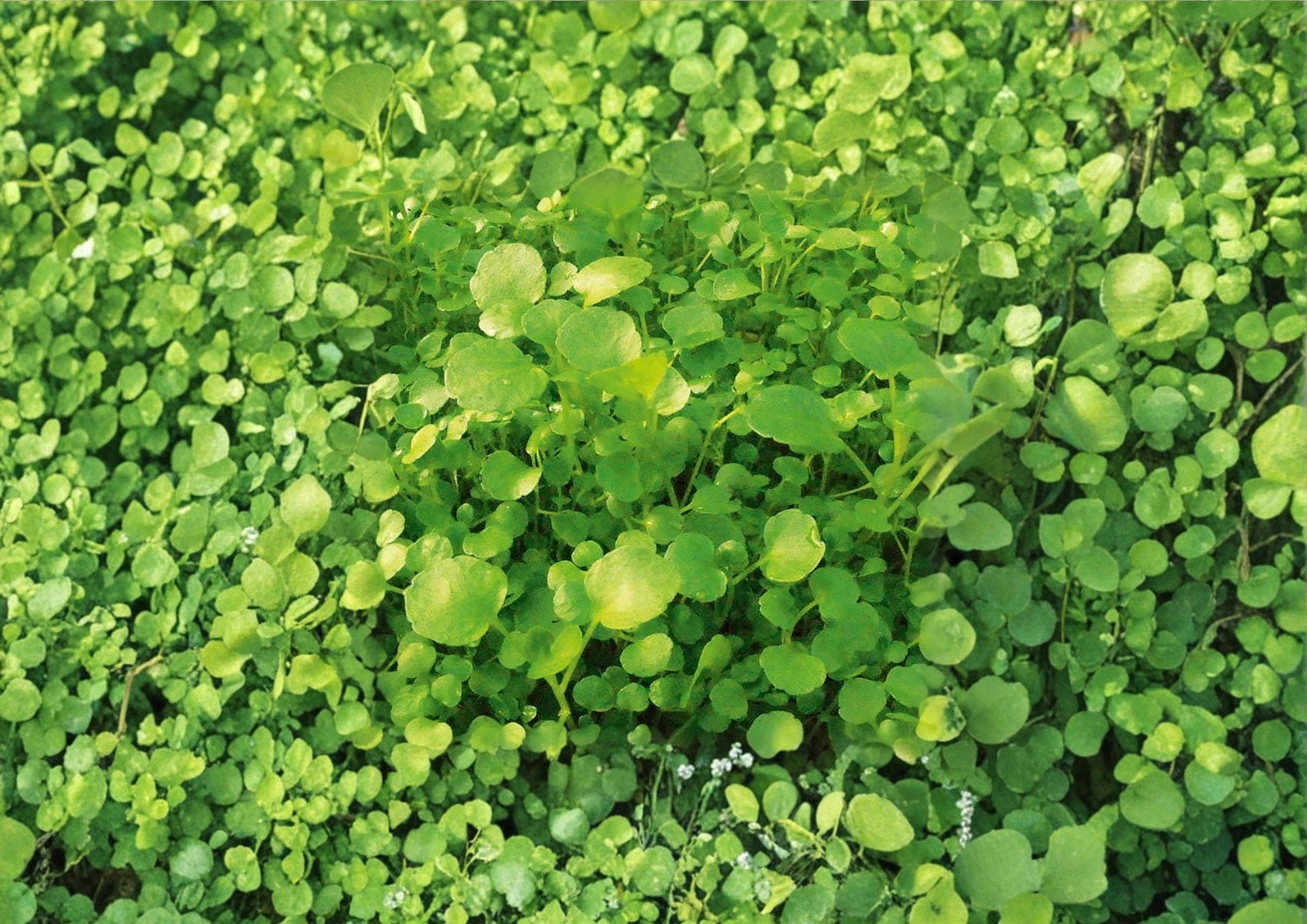 Watercress Seeds 300+ True Cress Organic Non-GMO Herb Seeds for Garden, Peppery Aquatic Greens, Salad Herb Variety