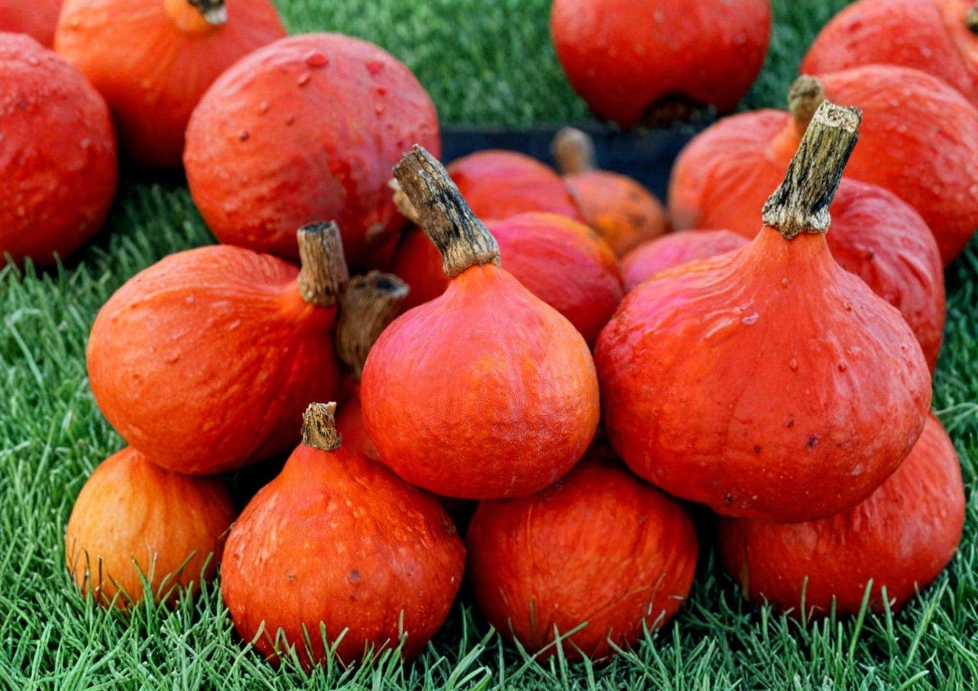 Japanese Red Kuri Squash Seeds, Organic Uchiki Kuri Heirloom Vegetable Seeds for Garden Planting, Winter Squash Variety