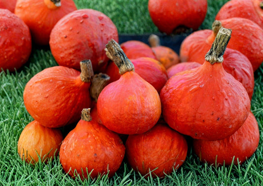 Japanese Red Kuri Squash Seeds, Organic Uchiki Kuri Heirloom Vegetable Seeds for Garden Planting, Winter Squash Variety