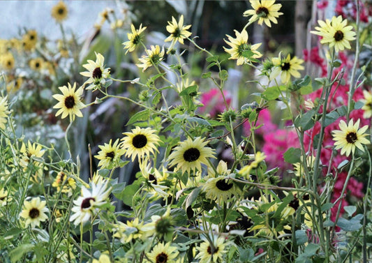 Italian White Sunflower Seeds, 50+ Non-GMO Heirloom Flower Seeds for Garden, Creamy White Cut Flower, Tall Sunflower Variety