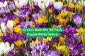 Crocus Bulb Mix 40 Pack - Purple, White, Yellow - Early Spring Flowering Perennial Bulbs for Garden Beds & Naturalizing