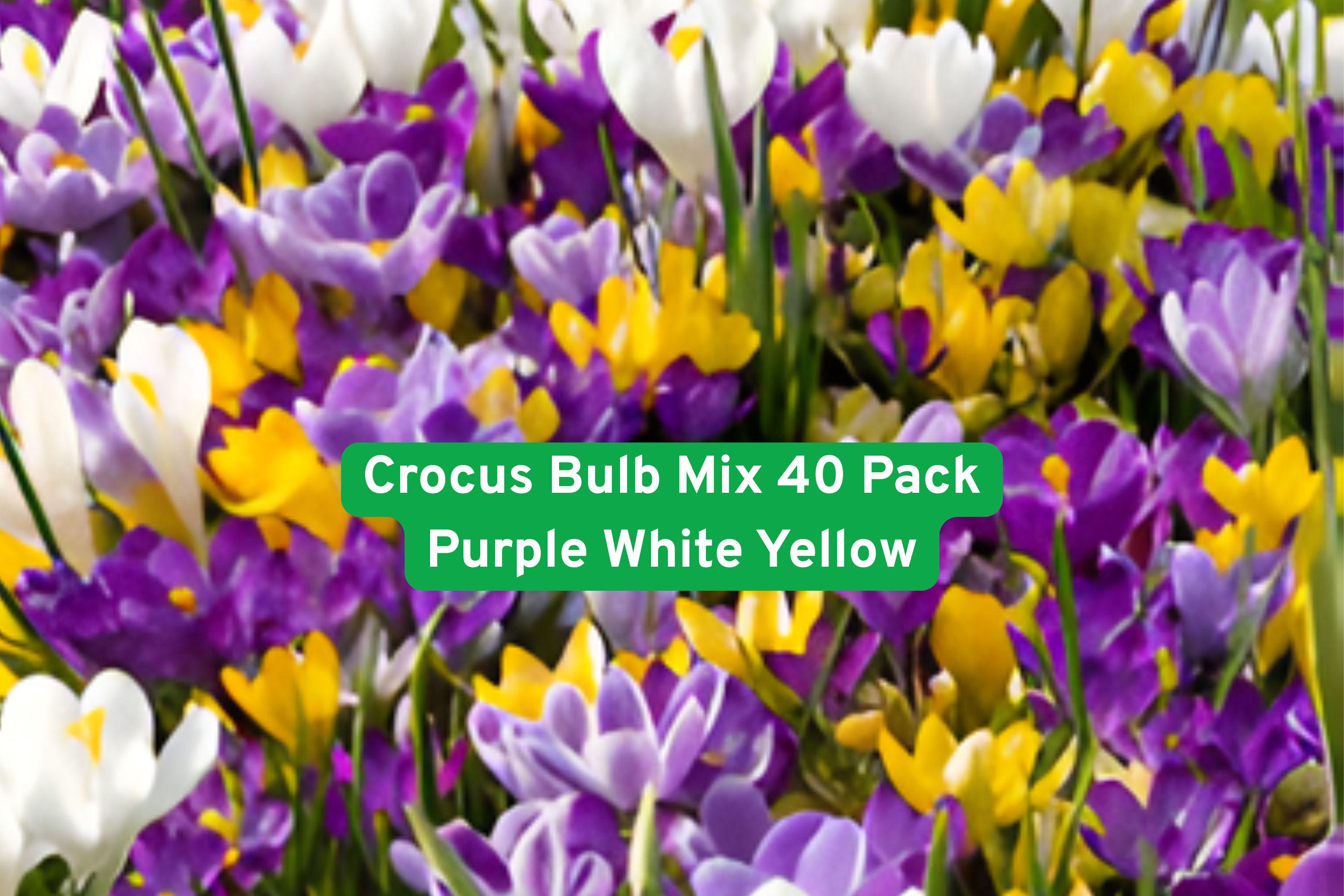 Crocus Bulb Mix 40 Pack - Purple, White, Yellow - Early Spring Flowering Perennial Bulbs for Garden Beds & Naturalizing