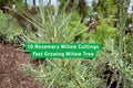 Rosemary Willow Cuttings, Salix spp., Fast-Growing Bare Root for Privacy Hedges, Bonsai & Crafts