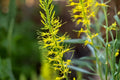 Prince’s Plume Seeds (Stanleya pinnata) – Drought-Tolerant Desert Wildflower for Xeriscaping & Pollinator Gardens