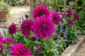Purple Taiheijo Dinner Plate Dahlia Bulb Tuber Clump - Perennial Flowering Plant Dahlia pinnata