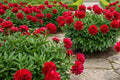 Karl Rosenfield Double Peony Bulb Plant - Cranberry Red Flowers - Perennial Paeonia lactiflora