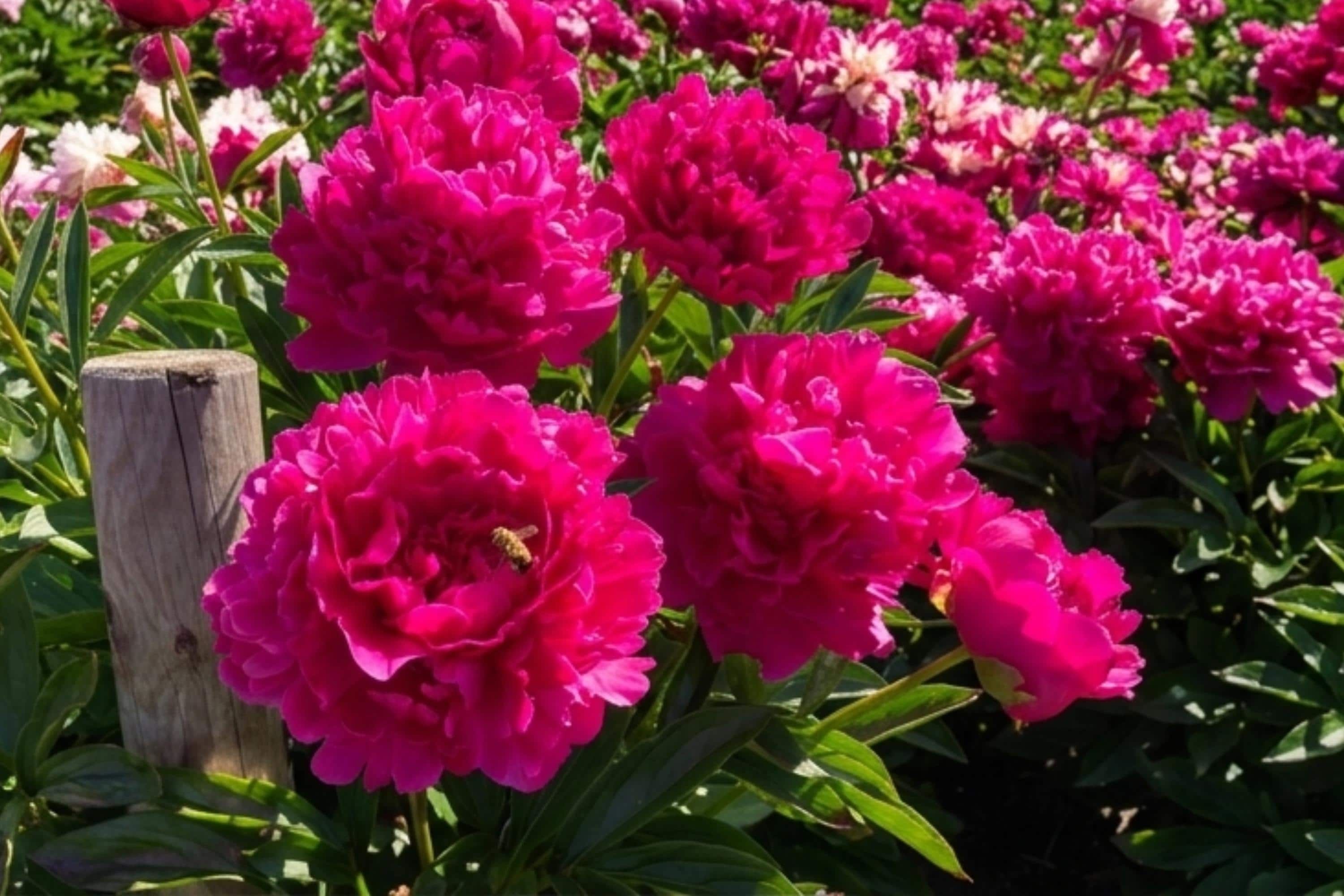 Felix Supreme Double Peony Bulb Root Plant - Perennial Flower Paeonia lactiflora for Garden, Borders, Cut Flowers