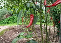 Cayenne Pepper Seeds Fiesta Blend – Organic Heirloom Non-GMO Hot Chili Seeds for Garden, Colorful Spicy Peppers, High Yield