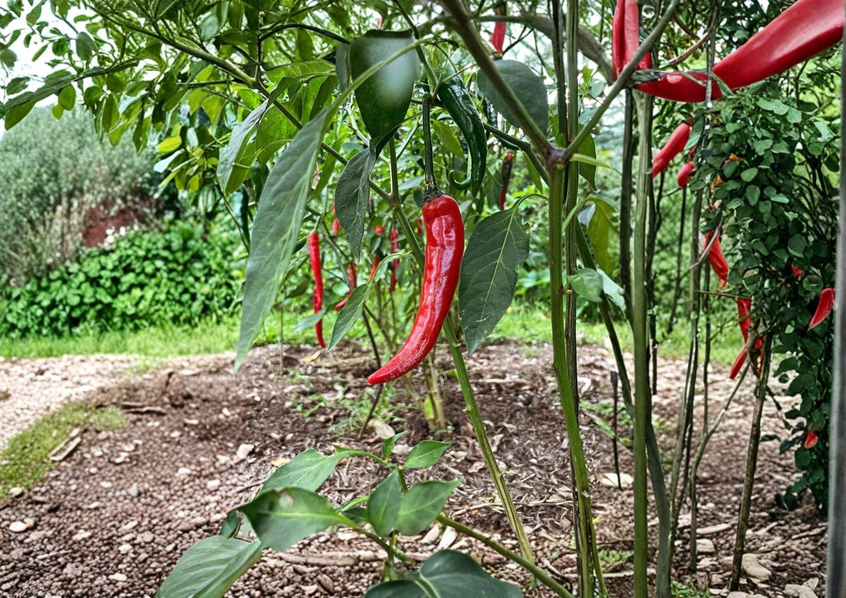 Cayenne Pepper Seeds Fiesta Blend – Organic Heirloom Non-GMO Hot Chili Seeds for Garden, Colorful Spicy Peppers, High Yield