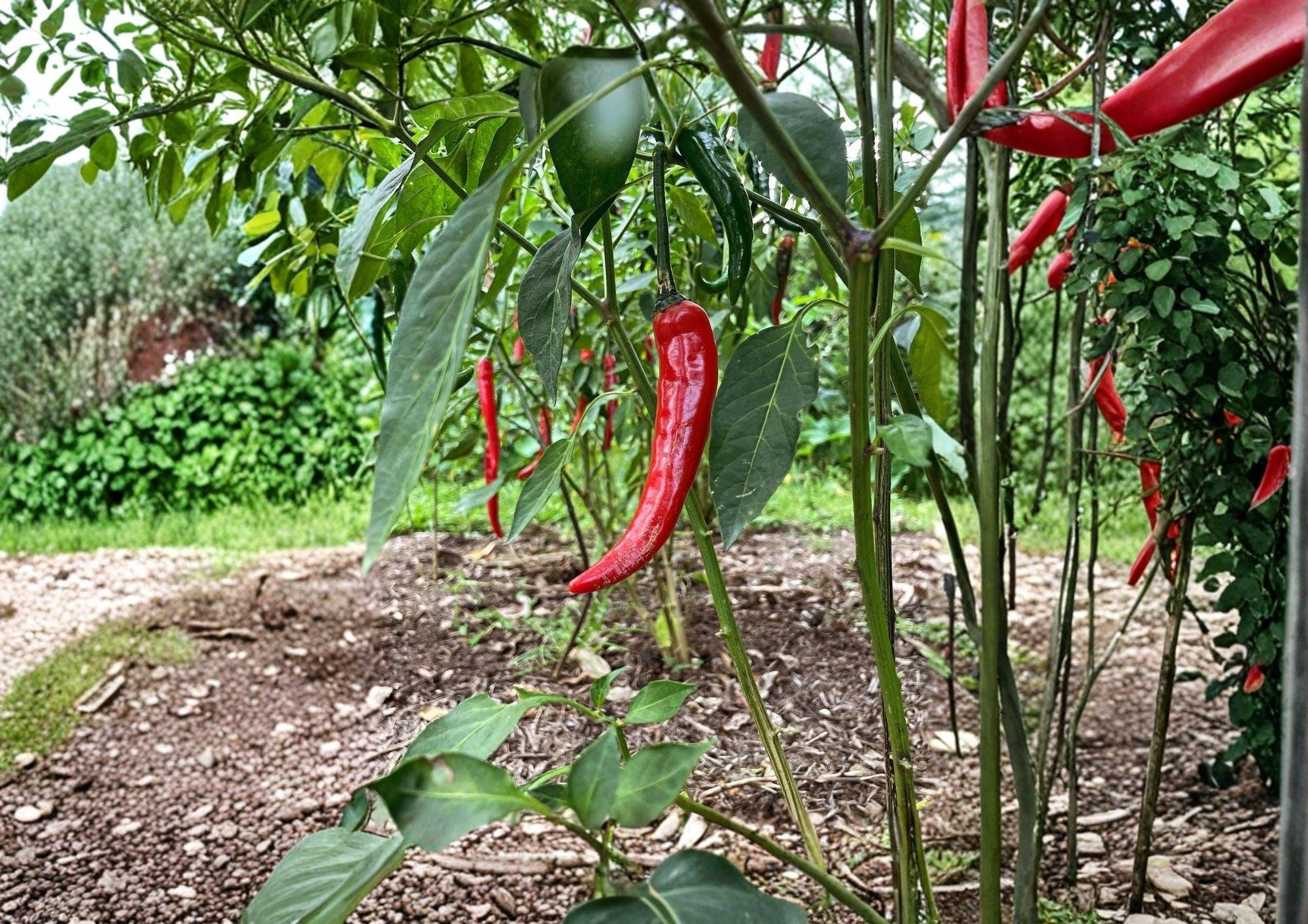 Cayenne Pepper Seeds Fiesta Blend – Organic Heirloom Non-GMO Hot Chili Seeds for Garden, Colorful Spicy Peppers, High Yield