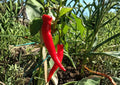 50+ Large Red Cayenne Pepper Seeds – Heirloom Hot Pepper Seeds for Garden, Spicy Chili Pods, High Yield, Thick Wall, Fresh Stock