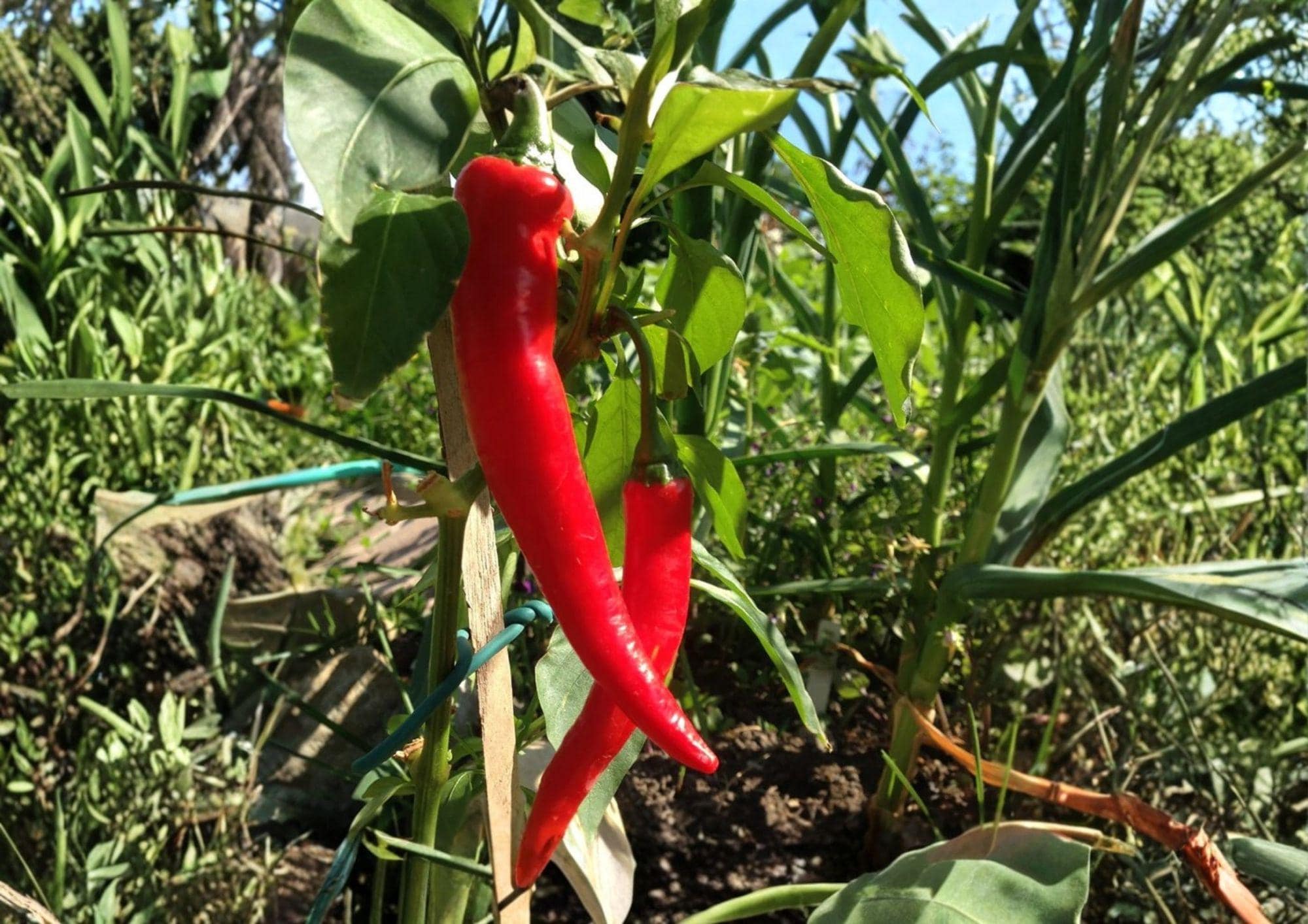 50+ Large Red Cayenne Pepper Seeds – Heirloom Hot Pepper Seeds for Garden, Spicy Chili Pods, High Yield, Thick Wall, Fresh Stock