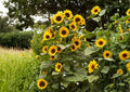 Black Oil Sunflower Seeds 50+ Pack Heirloom Non-GMO for Garden Planting, Bird Feed, Pollinator Garden, Fresh Flower Seeds