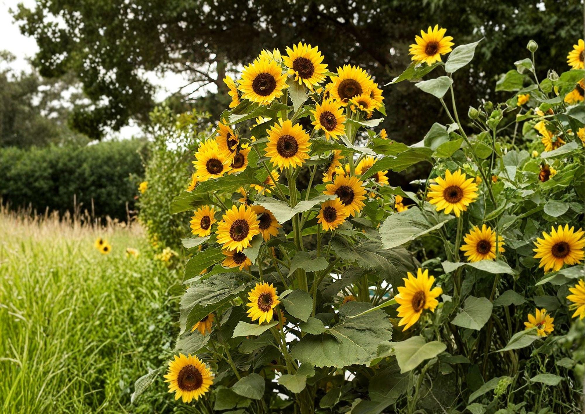Black Oil Sunflower Seeds 50+ Pack Heirloom Non-GMO for Garden Planting, Bird Feed, Pollinator Garden, Fresh Flower Seeds