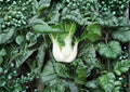 Pak Choi White Stem Seeds, Heirloom Non-GMO Chinese Cabbage, Bok Choy Asian Greens for Garden Planting