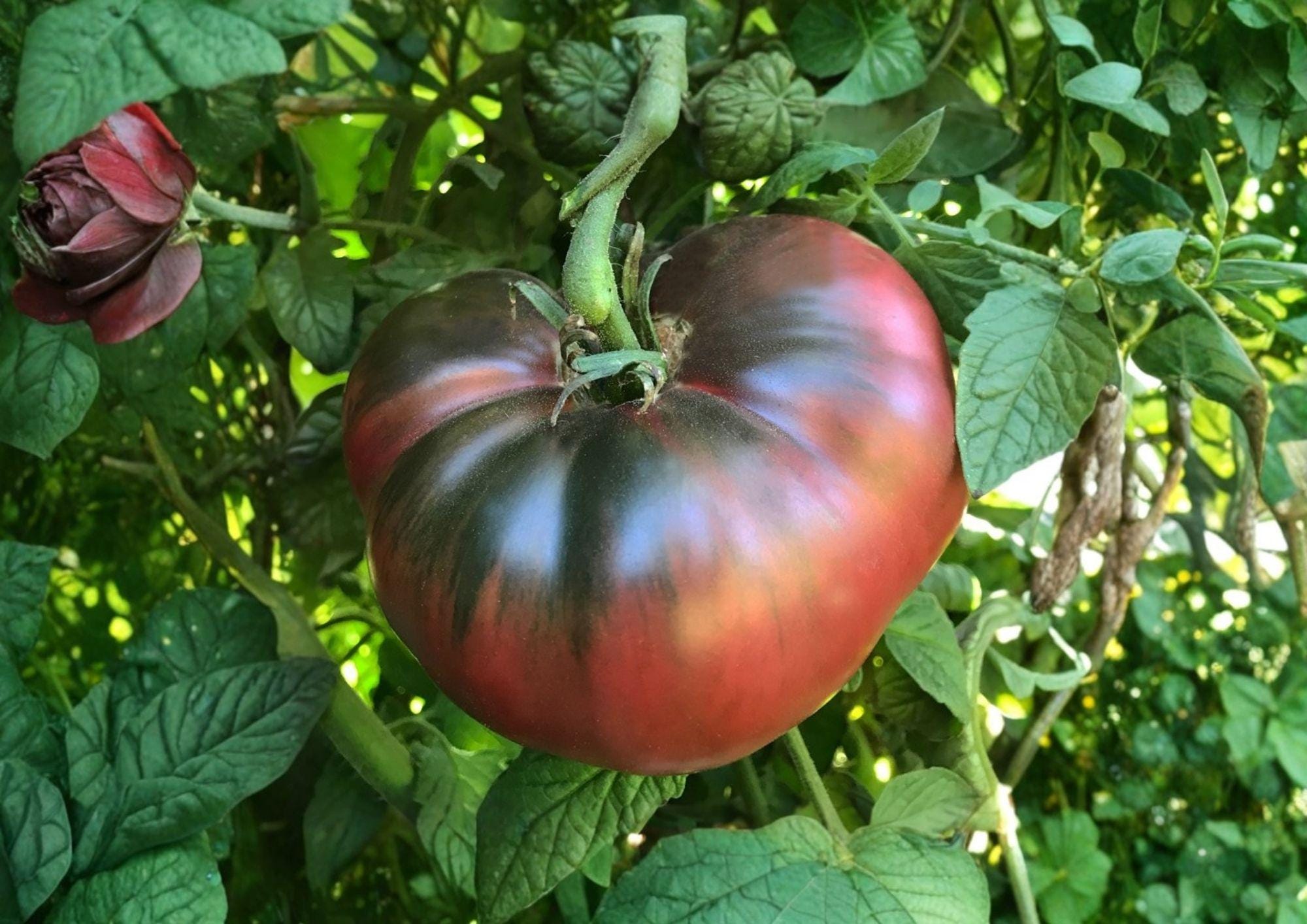 Black Krim Tomato Seeds – Heirloom Non-GMO Vegetable Seeds for Garden Planting, Russian Dark Slicer Tomato, Rich Flavor Variety