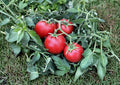 120+ Ace 55 Tomato Seeds Heirloom Non-GMO Vegetable Seeds for Garden, Low Acid Slicer Tomato, High Yield, Fresh Planting