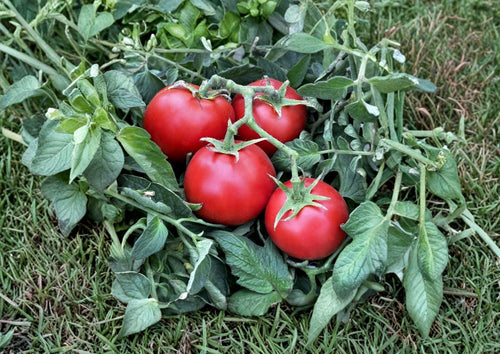 120+ Ace 55 Tomato Seeds Heirloom Non-GMO Vegetable Seeds for Garden, Low Acid Slicer Tomato, High Yield, Fresh Planting