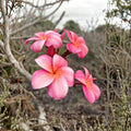 Pink Plumeria Cutting - Tropical Frangipani Starter Plant, 10 Inch Unrooted Live Propagation, Pink Fragrant Flowers, Plumeria rubra