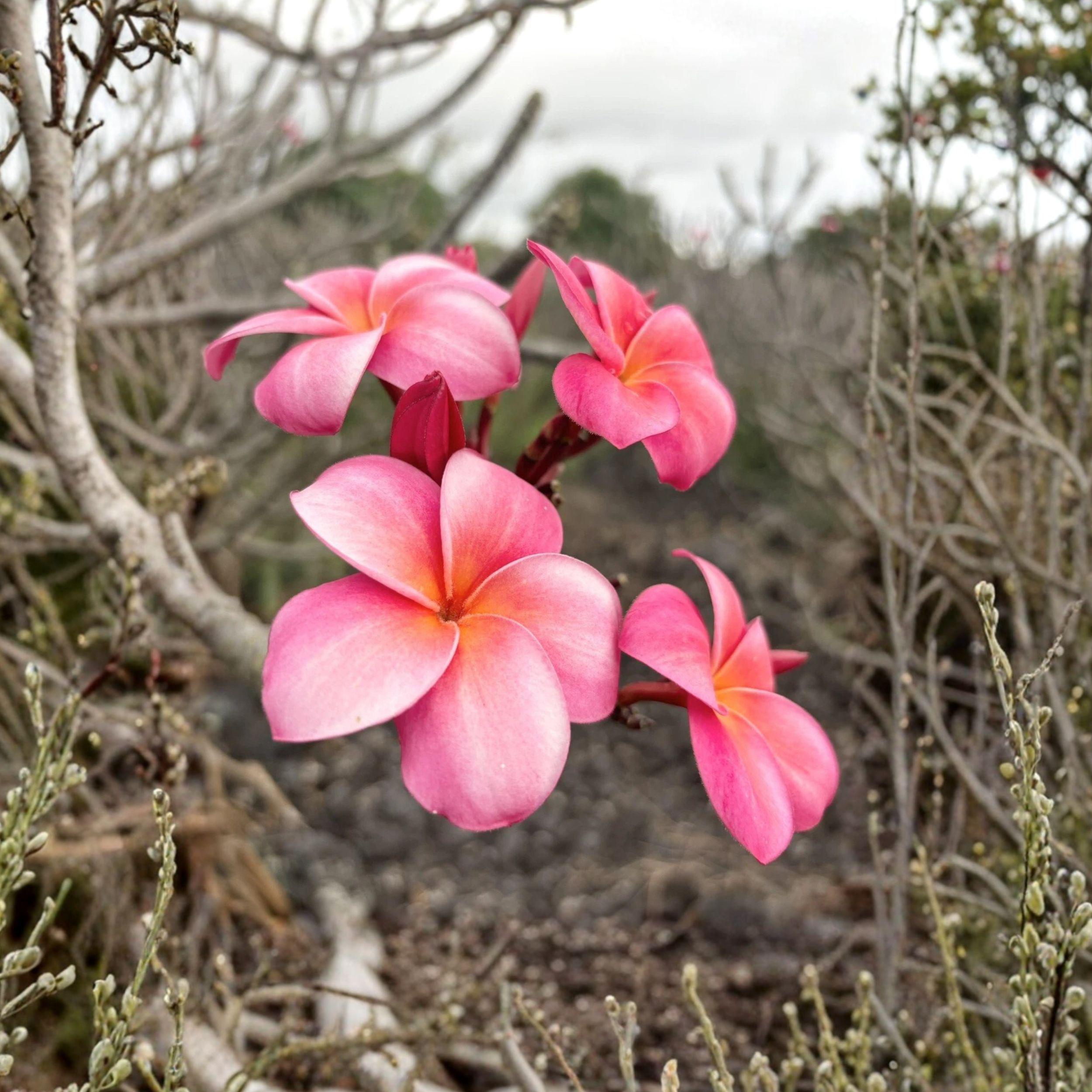 Pink Plumeria Cutting - Tropical Frangipani Starter Plant, 10 Inch Unrooted Live Propagation, Pink Fragrant Flowers, Plumeria rubra