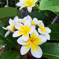 Yellow Plumeria Cutting - Unrooted 10 Inch Tropical Frangipani Starter for Garden & Container Planting