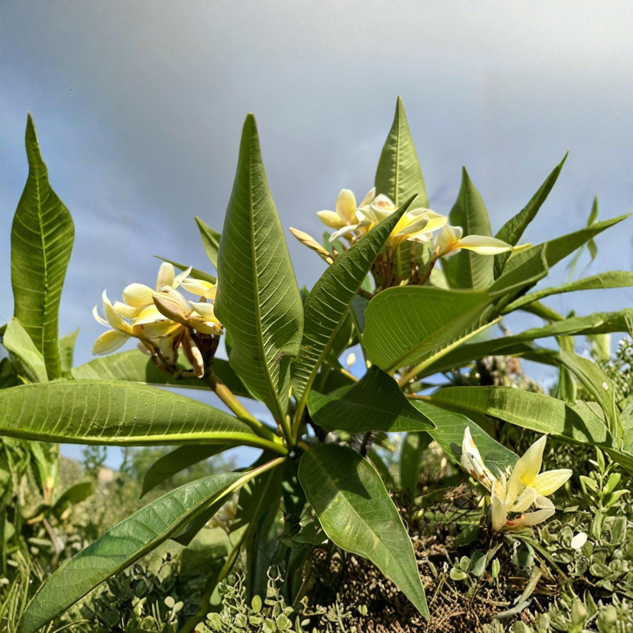 Yellow Plumeria Cutting - Tropical Frangipani Starter Plant, 10 Inch Unrooted, Plumeria rubra, Fragrant Yellow Flowers