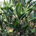 Green Ti Leaf Cuttings - 6 Inch Live Propagation Logs for Cordyline fruticosa Tropical Foliage