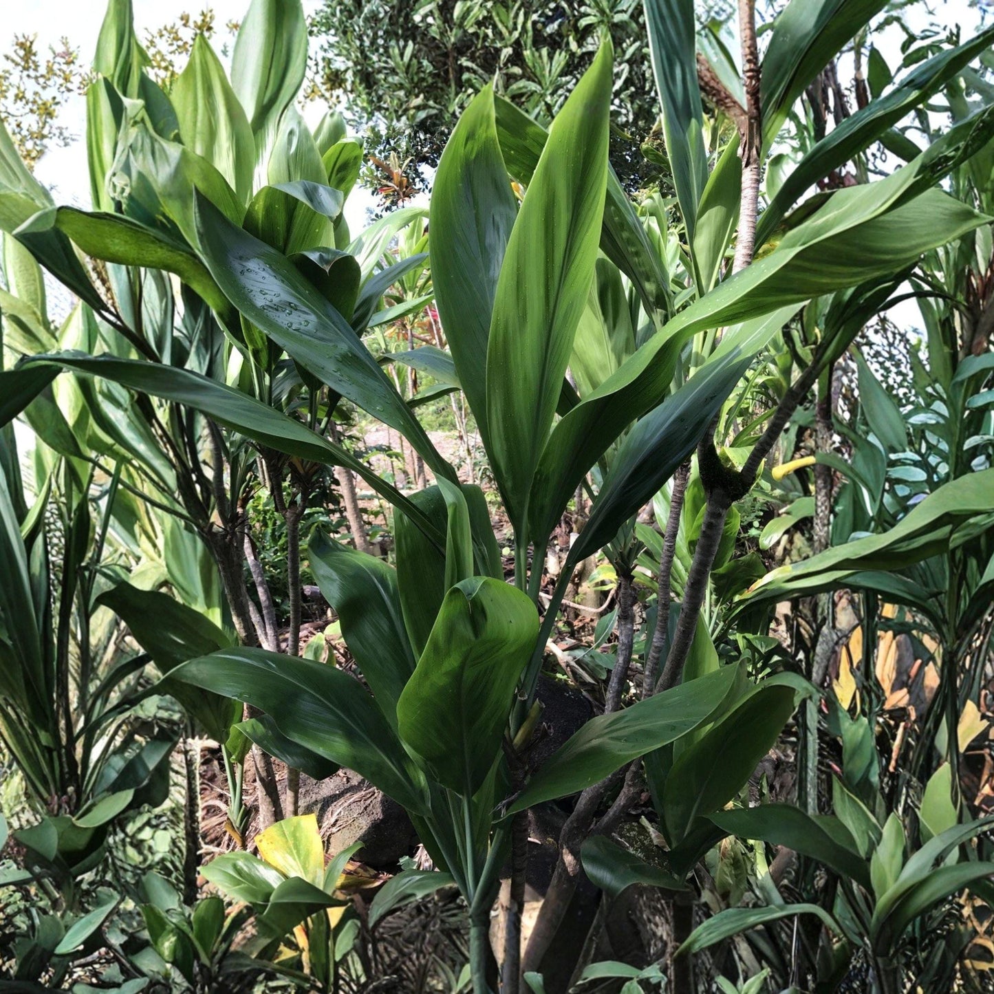 Green Ti Leaf Cuttings - 6 Inch Live Propagation Logs for Cordyline fruticosa Tropical Foliage