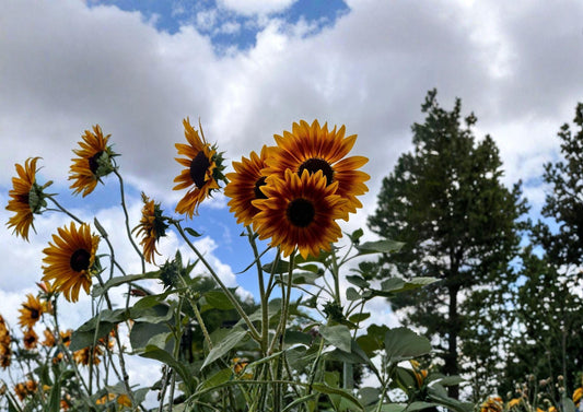 Indian Blanket Sunflower Seeds, Gaillardia Seeds, Drought Tolerant Wildflower, Native Garden Planting, Pollinator Flower, 100+ Seeds