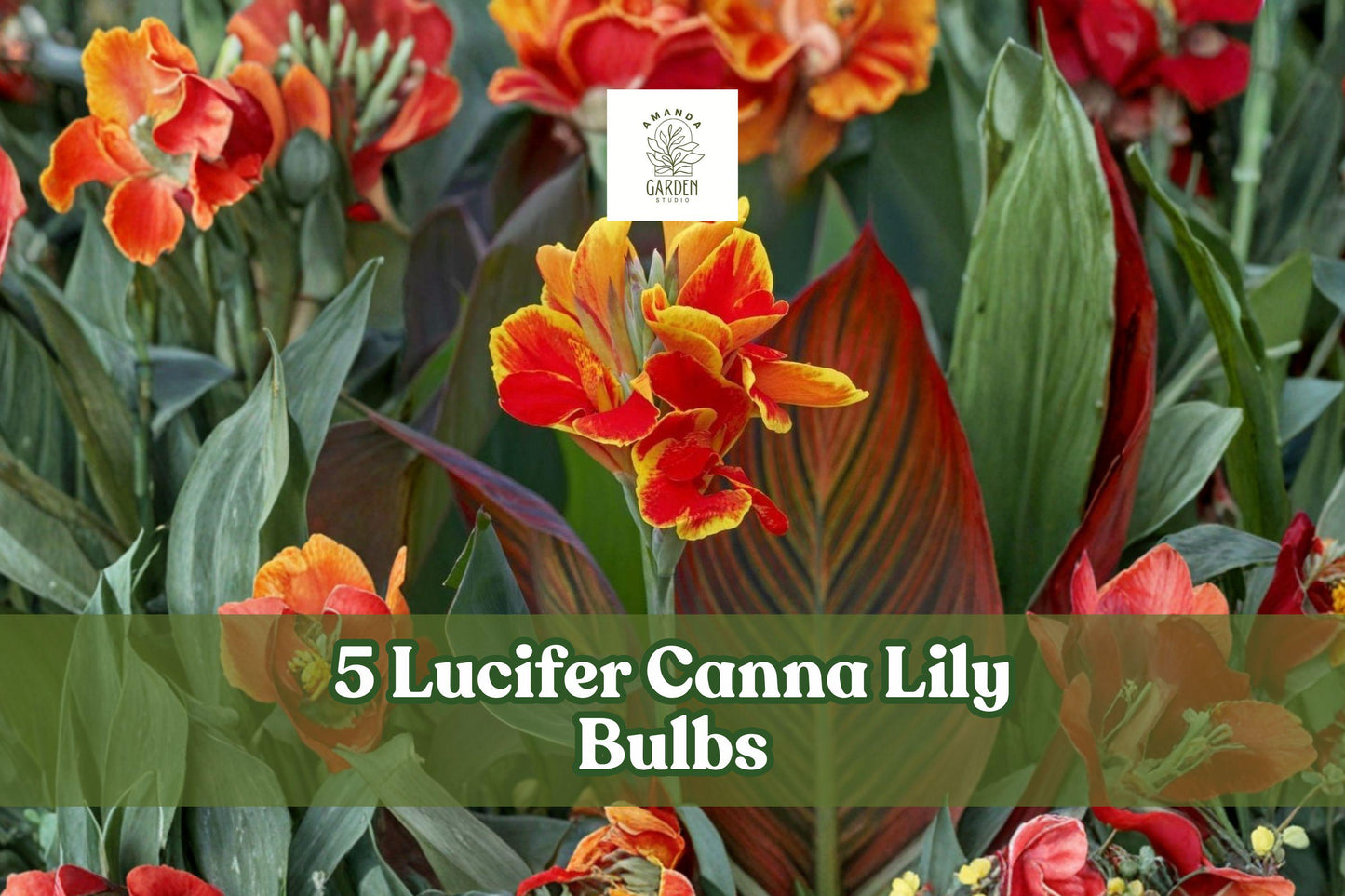 Canna Lily Bulbs 5 Pack - Lucifer Red Tropical Flower, Canna indica, Summer Bloom, Garden, Border, Patio