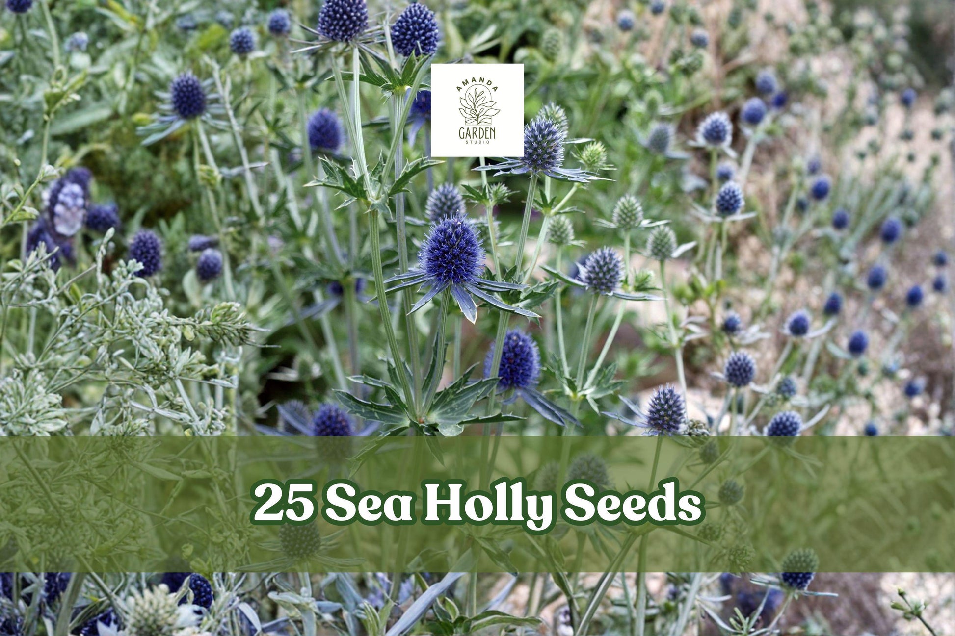 Sea Holly Seeds, 25 Pack, Blue Star Eryngium, Ornamental Perennial Flower for Garden Borders & Dried Arrangements