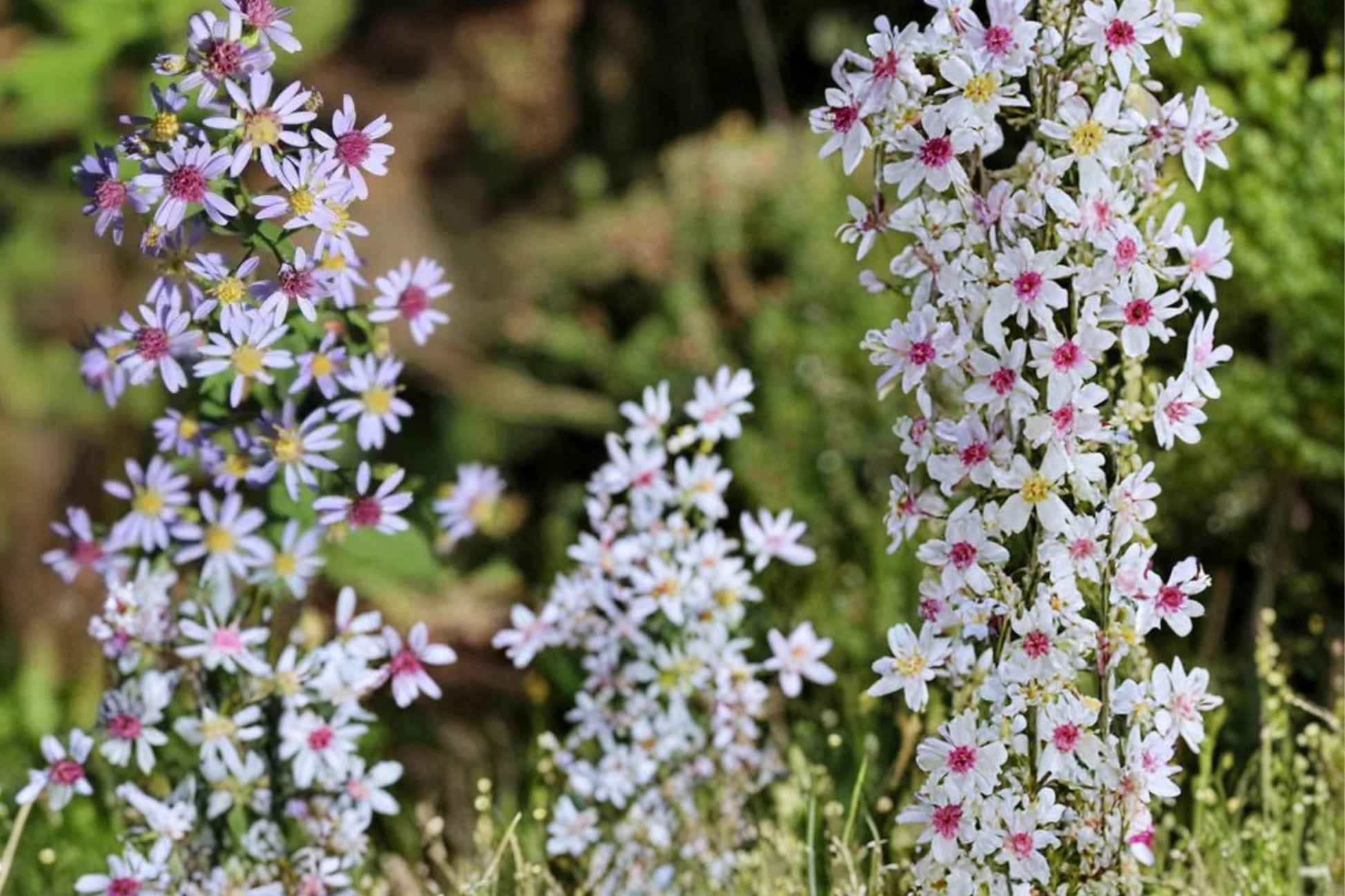 Heart-Leaved Aster Seeds 100 Symphyotrichum cordifolium Native Perennial Lavender Blue Wildflower Garden