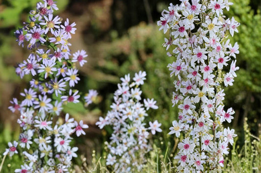 Heart-Leaved Aster Seeds 100 Symphyotrichum cordifolium Native Perennial Lavender Blue Wildflower Garden