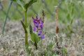 Showy Locoweed Seeds (Oxytropis lambertii) – Native Wildflower with Vibrant Purple Blooms, Drought-Tolerant Prairie Plant, 25 Seeds