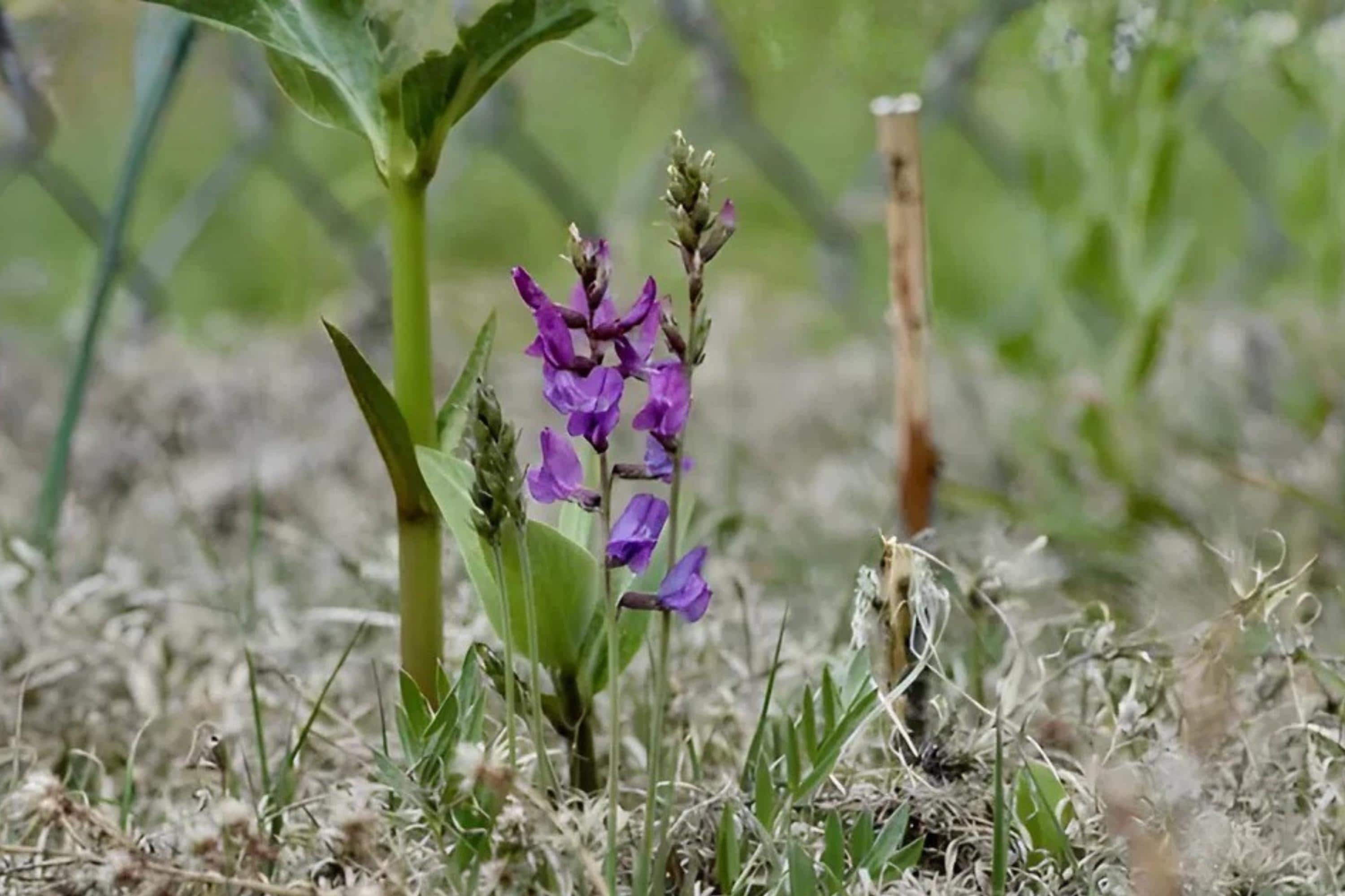 Showy Locoweed Seeds (Oxytropis lambertii) – Native Wildflower with Vibrant Purple Blooms, Drought-Tolerant Prairie Plant, 25 Seeds