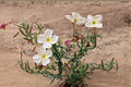 Pale Evening Primrose Seeds (Oenothera pallida) – Native Wildflower for Pollinator Gardens, Drought Tolerant, Night Blooming, Easy to Grow