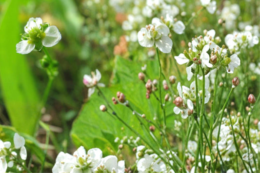 Mud Plantain Seeds 100 Pack – Alisma subcordatum, Aquatic Perennial for Wetlands & Water Gardens