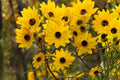 Swamp Sunflower Seeds (100) | Native Helianthus angustifolius | Bright Golden-Yellow Blooms for Wetlands & Pollinator Gardens