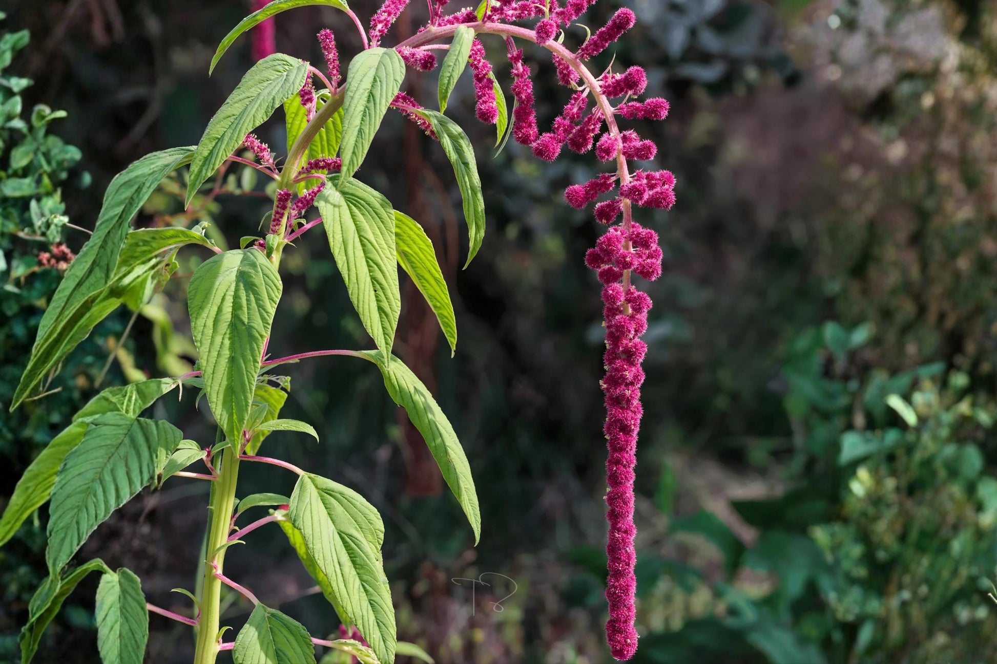Love Lies Bleeding Seeds (100) | Amaranthus caudatus Heirloom Plant for Borders & Cut Flowers