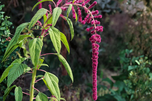 Love Lies Bleeding Seeds (100) | Amaranthus caudatus Heirloom Plant for Borders & Cut Flowers