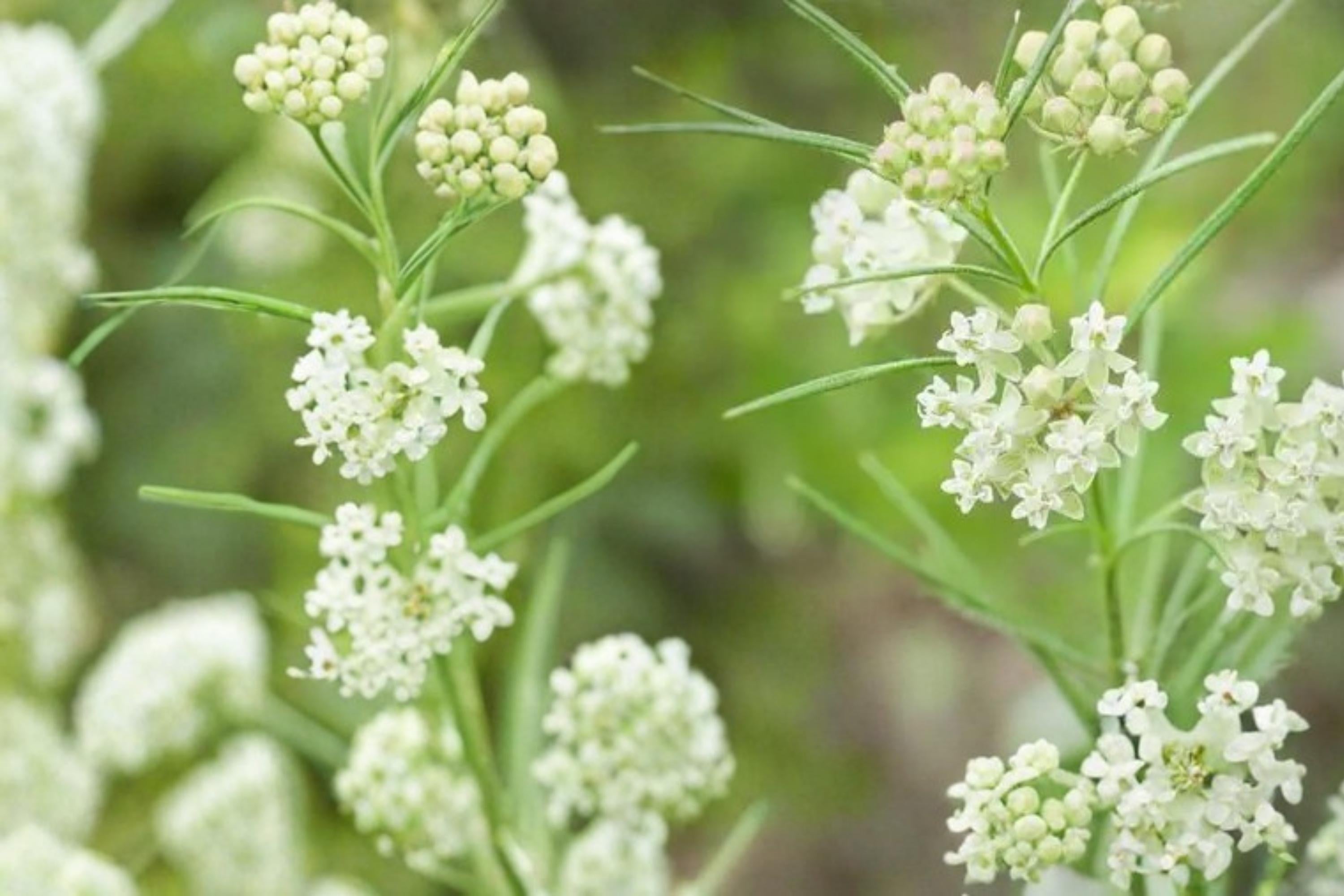 Whorled Milkweed Seeds – 30 Asclepias verticillata Native Perennial for Prairie, Meadow, Drought Tolerant, Pollinator Plant