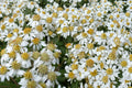 Flat-Topped Aster Seeds – Doellingeria umbellata Native Perennial with White Flowers for Meadows & Wetlands