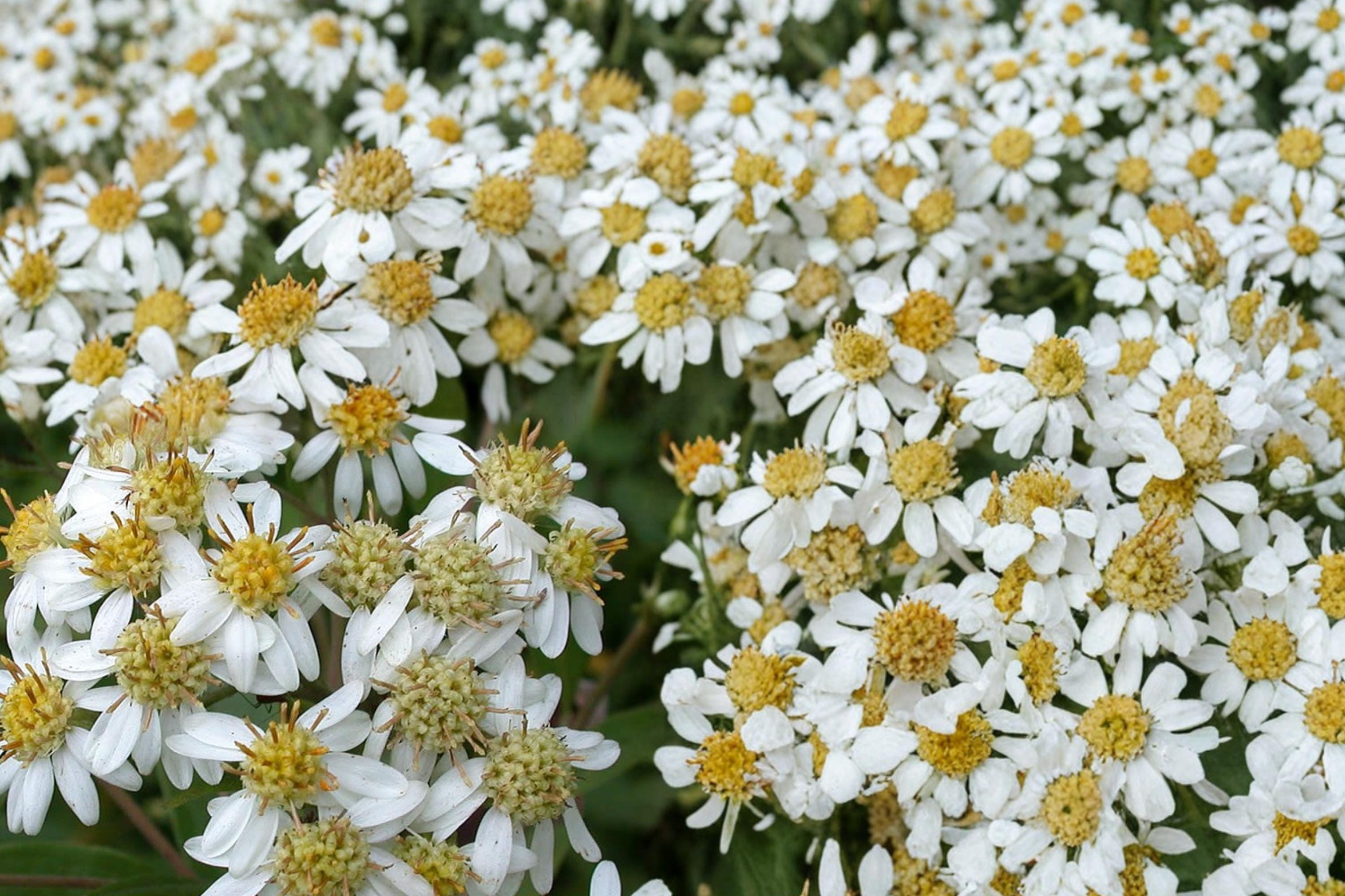 Flat-Topped Aster Seeds – Doellingeria umbellata Native Perennial with White Flowers for Meadows & Wetlands