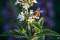 White Vervain Seeds - Native Wildflower for Pollinator Gardens, Woodland Edges, Verbena urticifolia, 100 Seeds