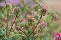 Small Burnet Herb Seeds, Edible Leaves, Drought Tolerant, Sanguisorba minor, Perennial Herb for Gardens & Borders