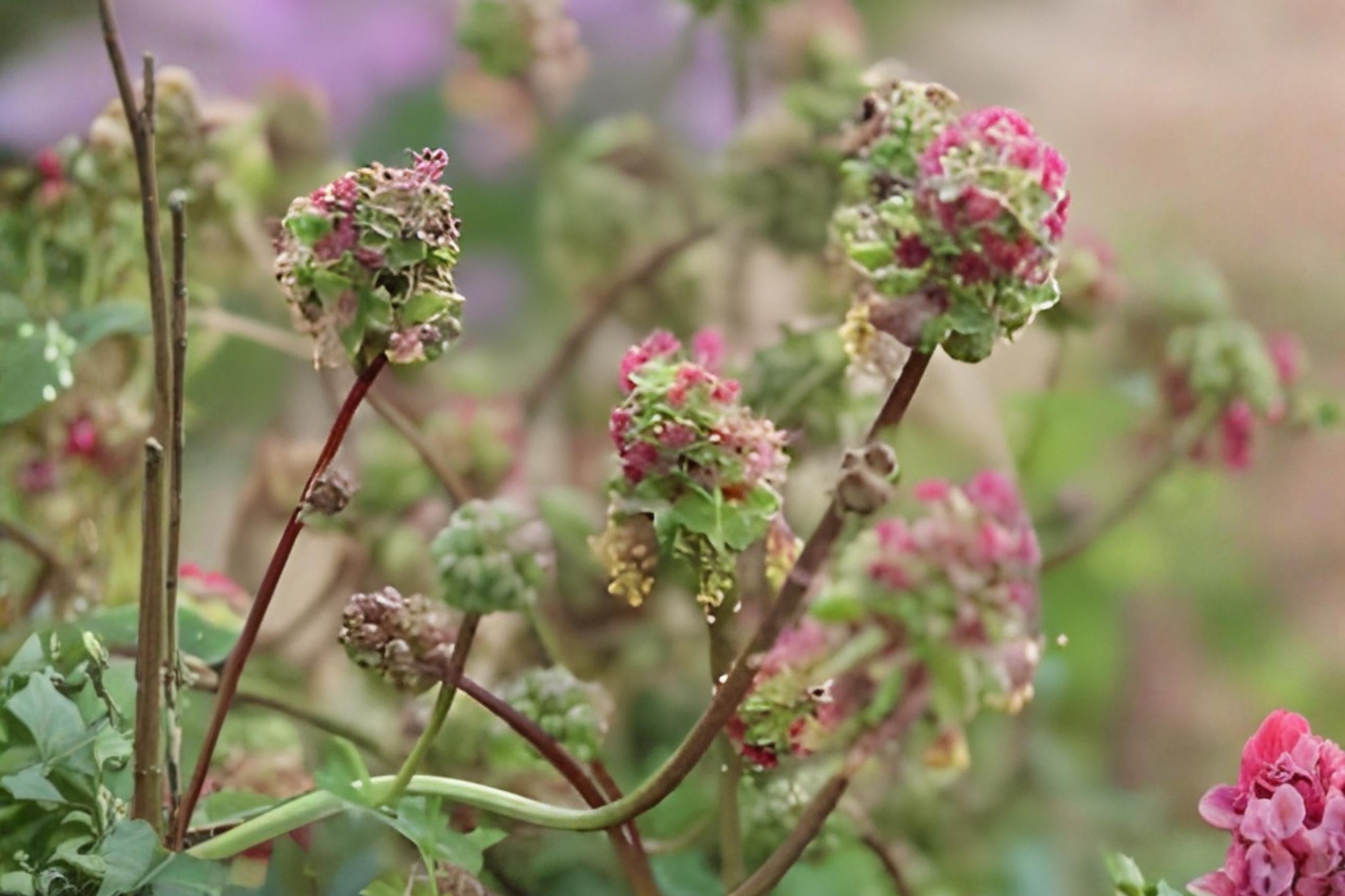 Small Burnet Herb Seeds, Edible Leaves, Drought Tolerant, Sanguisorba minor, Perennial Herb for Gardens & Borders