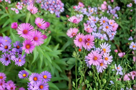 New England Aster Seeds – 100 Herbaceous Perennial, Symphyotrichum novae-angliae, Purple Magenta Flowers, Native Pollinator Plant