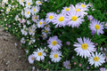New York Aster Seeds – 100 Herbaceous Perennial, Lavender to Purple Flowers, Symphyotrichum novi-belgii, Pollinator & Border Plant