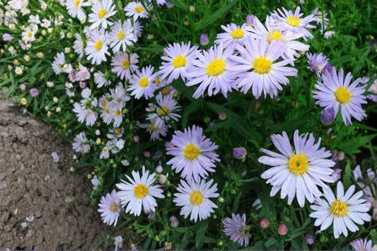 New York Aster Seeds – 100 Herbaceous Perennial, Lavender to Purple Flowers, Symphyotrichum novi-belgii, Pollinator & Border Plant